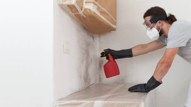 Professional Basement Mold Remediation technician working in Landisburg, PA